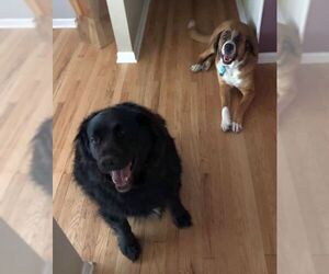 Bernese Mountain Dog Dogs for adoption in Boonton, NJ, USA