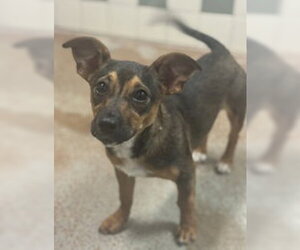 Mutt Dogs for adoption in Salinas, CA, USA