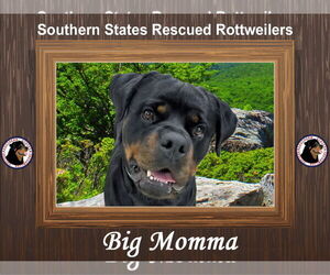 Rottweiler Dogs for adoption in White Hall, AR, USA