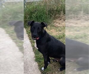 Labrador Retriever Dogs for adoption in Poplar Bluff, MO, USA