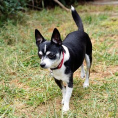 Chihuahua-Unknown Mix Dogs for adoption in Bealeton, VA, USA