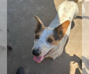 Australian Cattle Dog Dogs for adoption in Santa Maria, CA, USA
