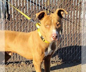 American Pit Bull Terrier Dogs for adoption in Stockton, CA, USA