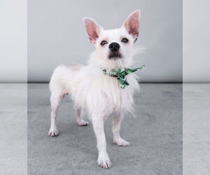 Chihuahua Dogs for adoption in Pasadena, CA, USA