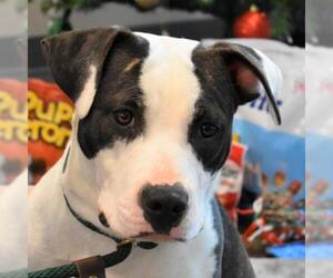 American Bulldog-Unknown Mix Dogs for adoption in Nashville, IN, USA