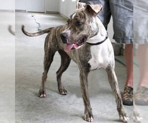 Boxer-Unknown Mix Dogs for adoption in Godfrey, IL, USA