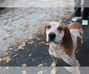 Coonhound Dogs for adoption in Frenchburg, KY, USA