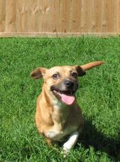 Puggle Dogs for adoption in Alton, IL, USA