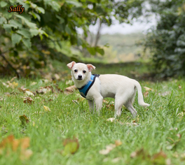Pomeranian Dogs for adoption in Mt Carmel, PA, USA