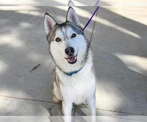 Siberian Husky Dogs for adoption in Orange, CA, USA