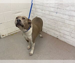 Mutt Dogs for adoption in San Bernardino, CA, USA