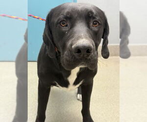 Labrador Retriever-Unknown Mix Dogs for adoption in Las Vegas, NV, USA