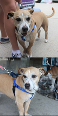 Medium Photo #1 Basset Hound-Unknown Mix Puppy For Sale in Chantilly, VA, USA