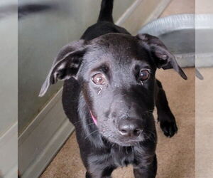 Mutt Dogs for adoption in Canton, CT, USA