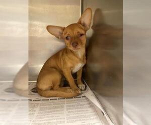 Chihuahua Dogs for adoption in Lacombe, LA, USA