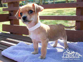 Medium Photo #1 Chihuahua-Unknown Mix Puppy For Sale in Irvine, CA, USA