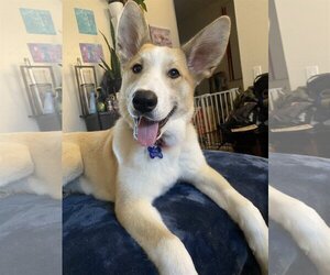 Akita-German Shepherd Dog Mix Dogs for adoption in Davis, CA, USA