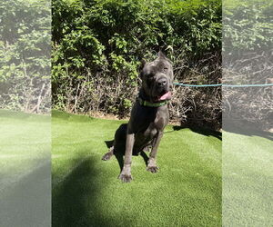 Medium Photo #2 Mutt Puppy For Sale in Goodyear, AZ, USA