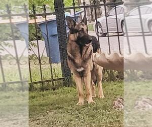 German Shepherd Dog-Unknown Mix Dogs for adoption in San Antonio, TX, USA