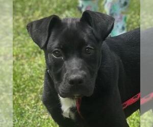 Labrador Retriever-Unknown Mix Dogs for adoption in Yardley, PA, USA