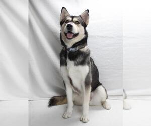 Siberian Husky Dogs for adoption in Burbank, CA, USA