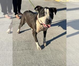 American Staffordshire Terrier Dogs for adoption in Fort Lauderdale, FL, USA
