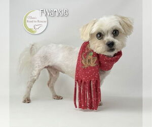 Shih-Poo Dogs for adoption in Benton, LA, USA