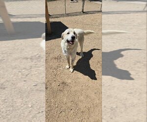 Great Pyrenees Dogs for adoption in Maquoketa, IA, USA