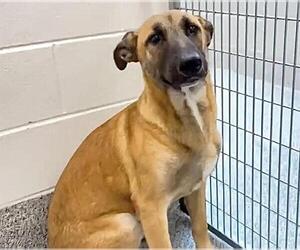 Labrador Retriever-Unknown Mix Dogs for adoption in Houston, TX, USA