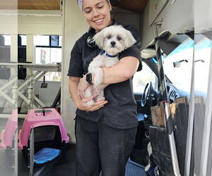 Maltese-Unknown Mix Dogs for adoption in Pacifica, CA, USA