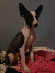 Small Boston Terrier-Whippet Mix