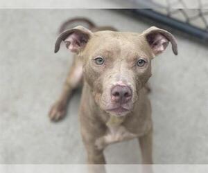 American Pit Bull Terrier-Unknown Mix Dogs for adoption in Tulsa, OK, USA