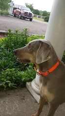 Weimaraner Dogs for adoption in Pleasant Valley, MO, USA