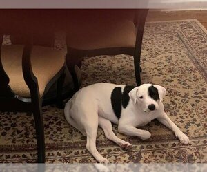 American Pit Bull Terrier-Unknown Mix Dogs for adoption in Tulsa, OK, USA