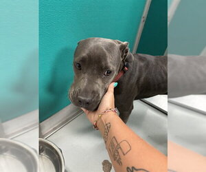 Mutt Dogs for adoption in Oklahoma City, OK, USA