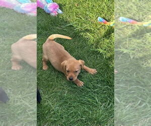 Labrador Retriever-Unknown Mix Dogs for adoption in Lakewood, CO, USA