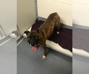 Bullboxer Pit Dogs for adoption in Glen Allen, VA, USA