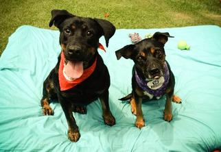 Labrottie Dogs for adoption in Temple, GA, USA