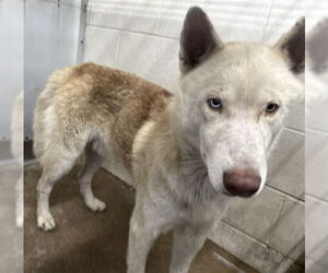 Siberian Husky Dogs for adoption in San Bernardino, CA, USA