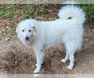 Great Pyrenees Dogs for adoption in Mobile, AL, USA