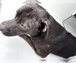 Mutt Dogs for adoption in Houston, TX, USA