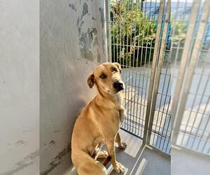 Shepradors Dogs for adoption in Tracy, CA, USA