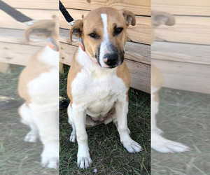 Jack Russell Terrier-Unknown Mix Dogs for adoption in Dunnellon, FL, USA