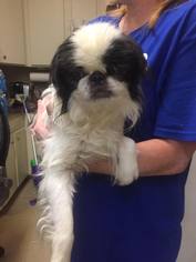 Japanese Chin Dogs for adoption in New York, NY, USA