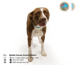 Bulldog Dogs for adoption in Mobile, AL, USA