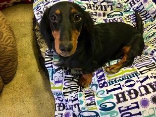 Dachshund Dogs for adoption in Agoura Hills, CA, USA