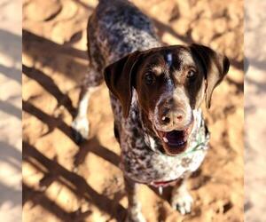 German Shorthaired Pointer Dogs for adoption in Kanab, UT, USA