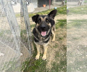 German Shepherd Dog Dogs for adoption in Chico, CA, USA