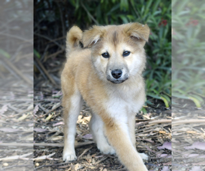 View Ad Shiba Inu Mix Dog For Adoption Near California