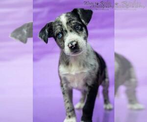 Sheprador Dogs for adoption in Tuscaloosa, AL, USA